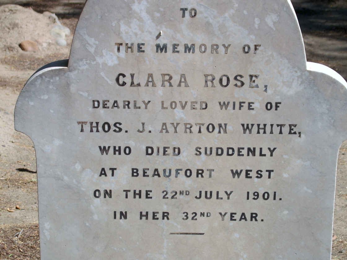 WHITE Rose Clara -1901