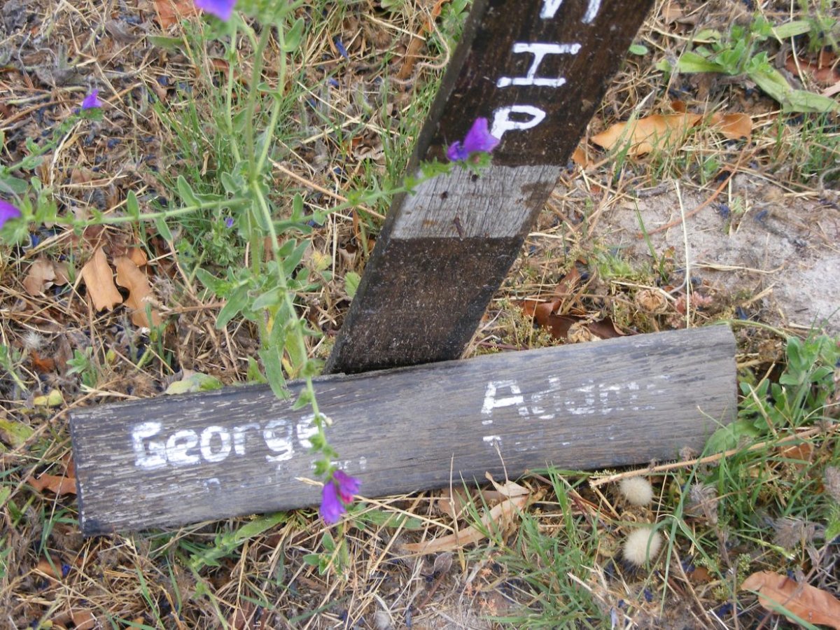 ADAMS George