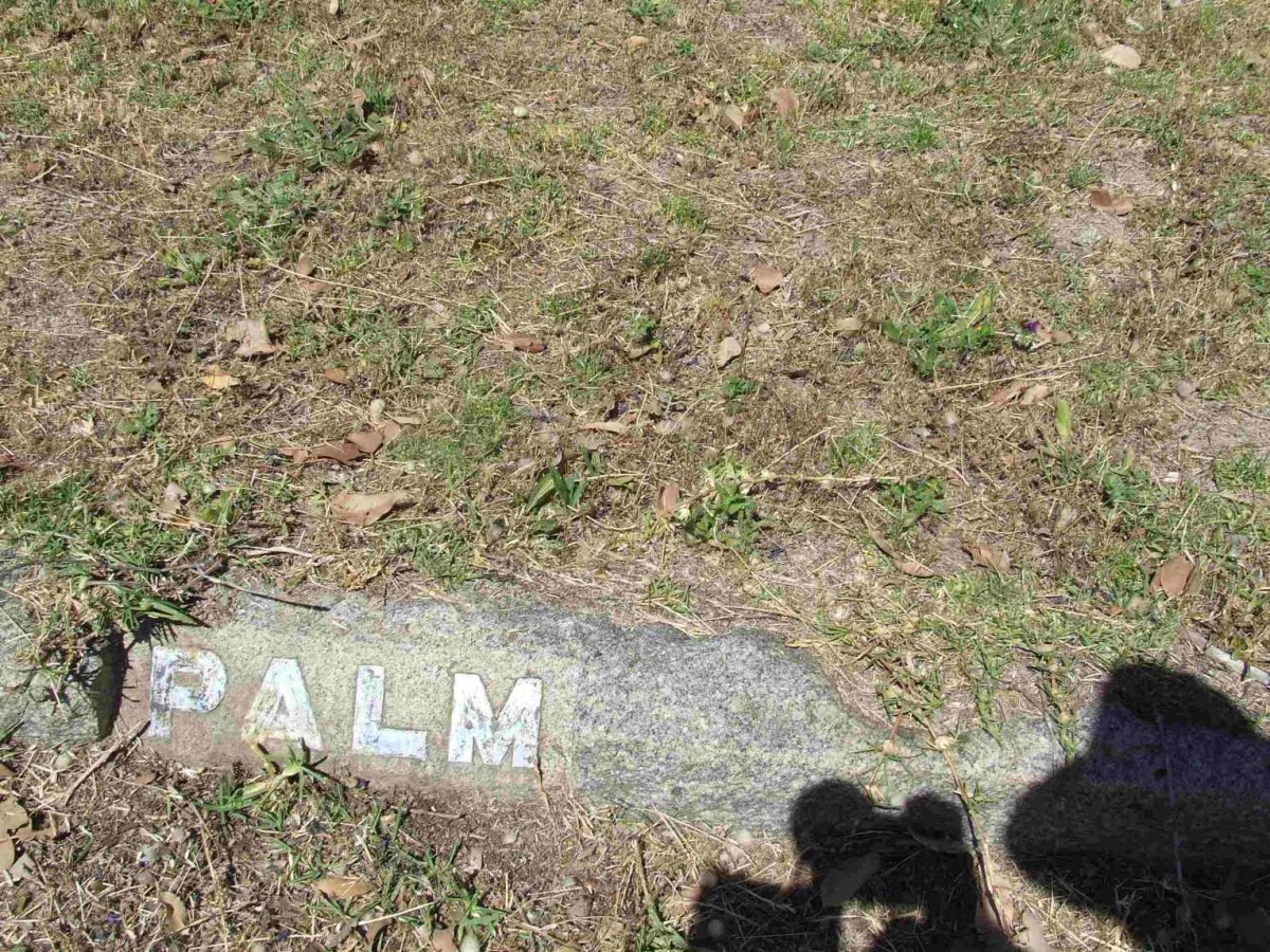 PALM ?