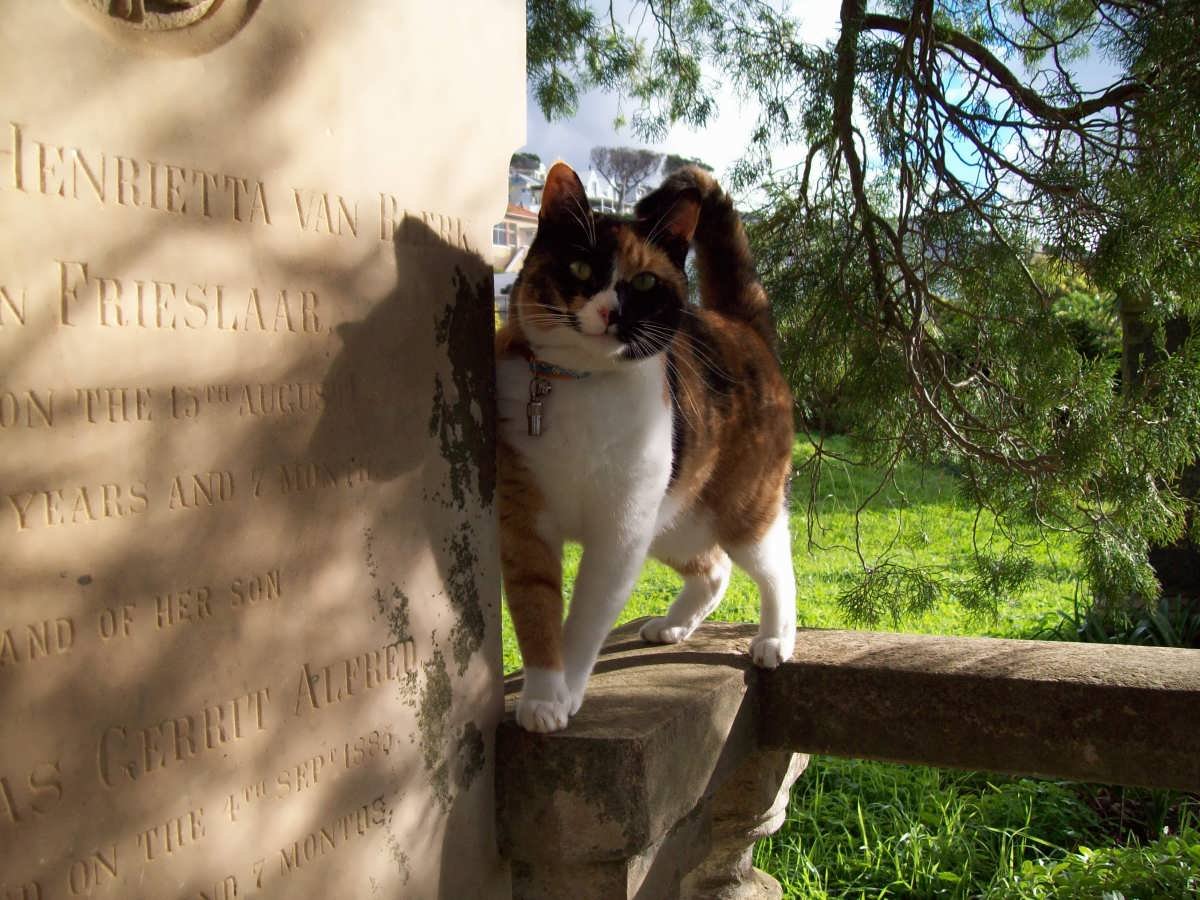 06. Cat following us