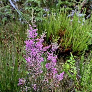 5. Veldblomme / Wild flowers