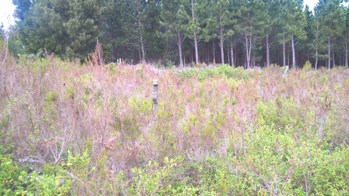 5. Very overgrown and neglected