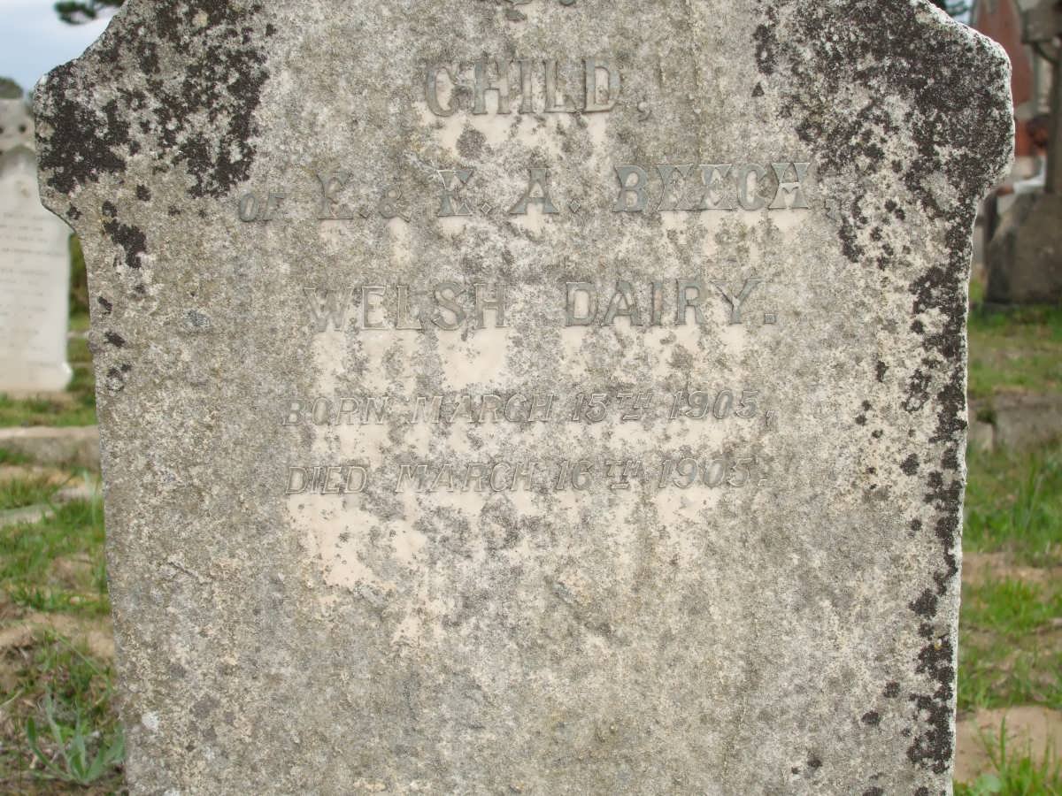 BEECH Welsh Dairy 1905-1905