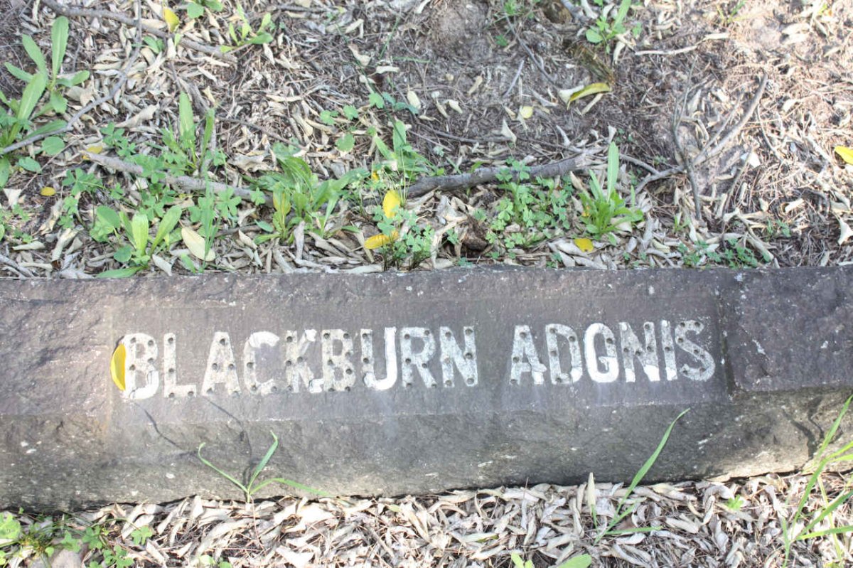 BLACKBURN Adonis