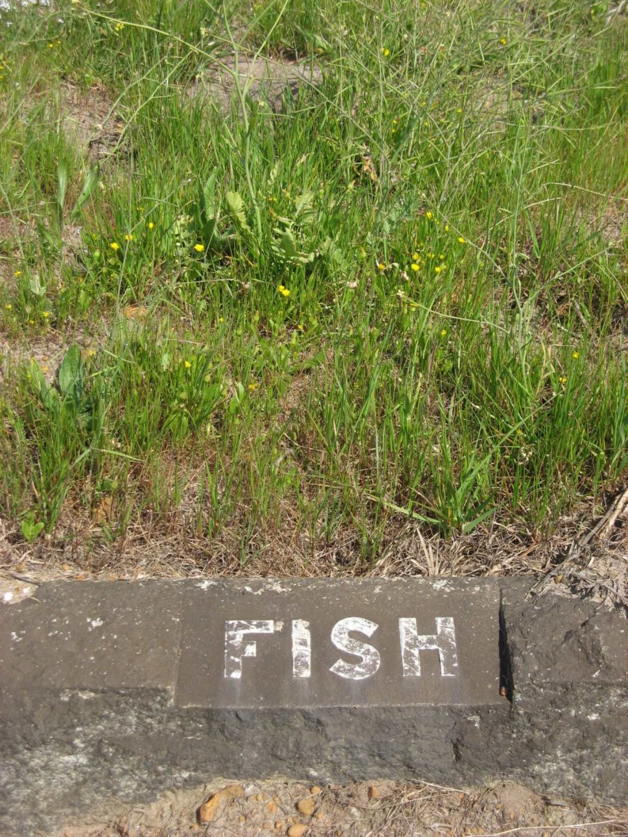 FISH