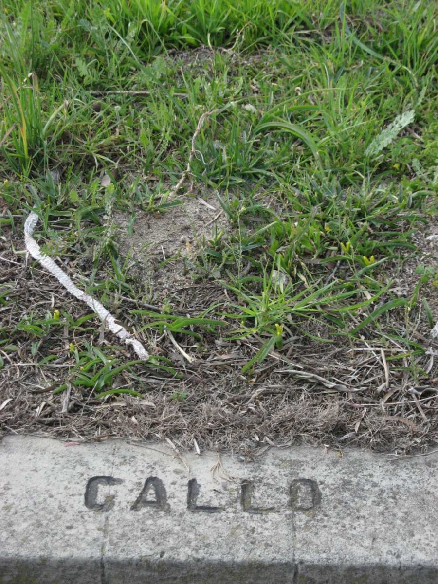 GALLO