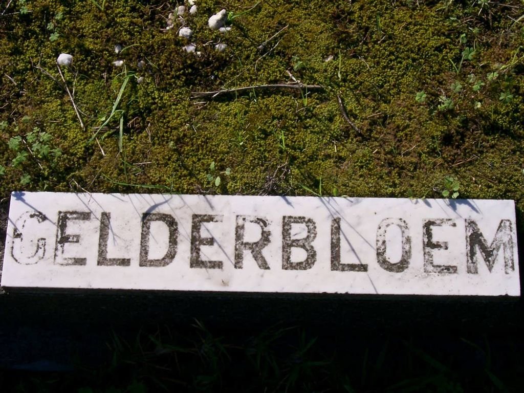 GELDERBLOEM