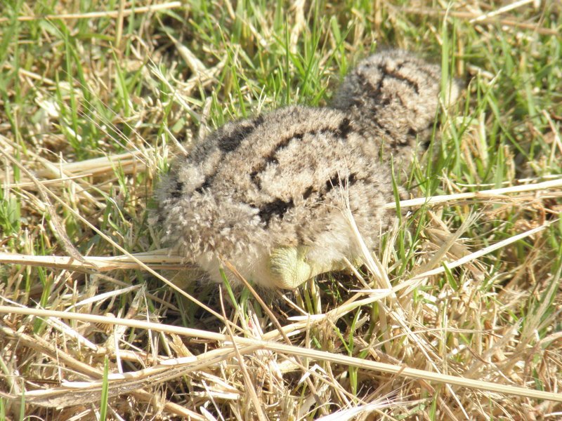3. In 2011 - Spot the chick