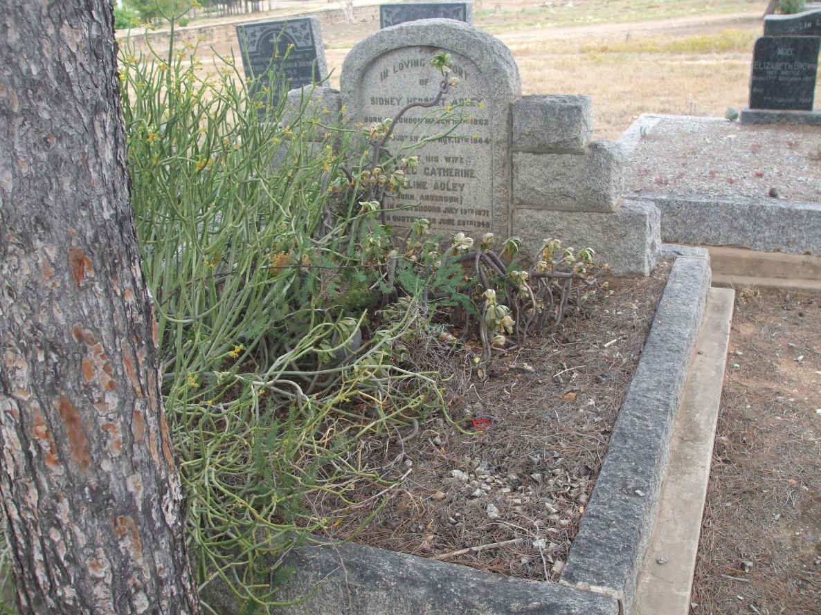 ADLEY Sidney Herbert 1862-1944 &amp; Mildred Catherine Eveline ANDERSON 1871-1948