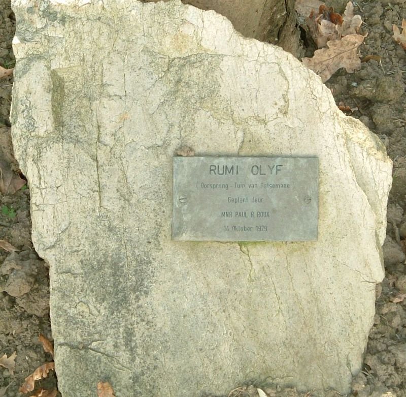 7. Olyfboom plaak