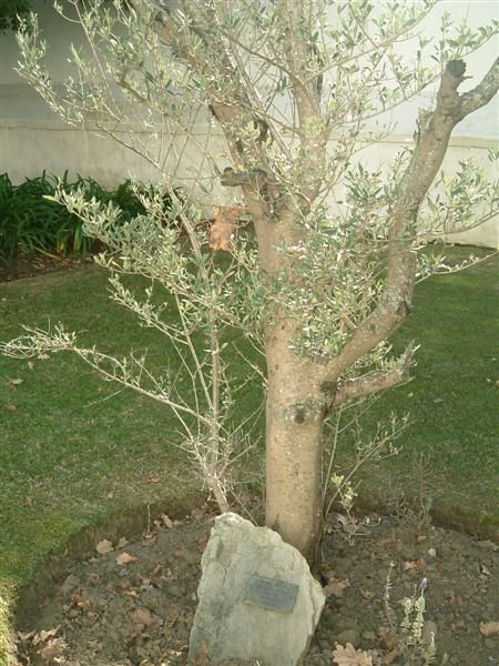 6. Gethsemane olyfboom
