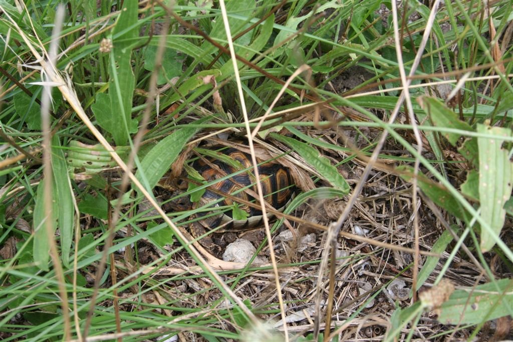 4. Mountain tortoise checking on the graves