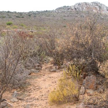? Unmarked grave with stones