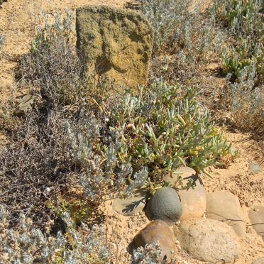 ? Unmarked Grave