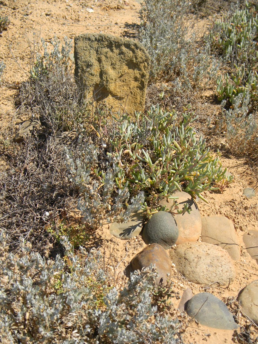 ? Unmarked Grave