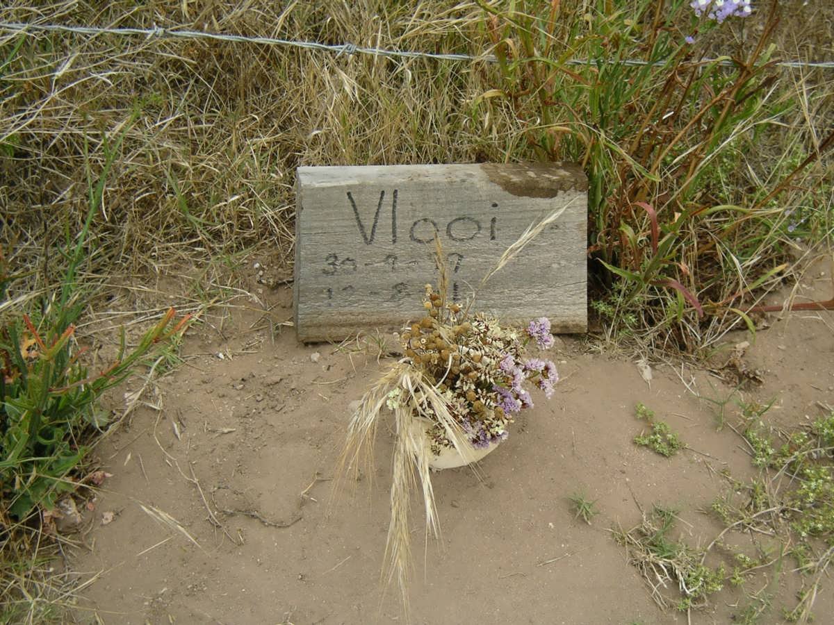 ? Vlooi 1999-